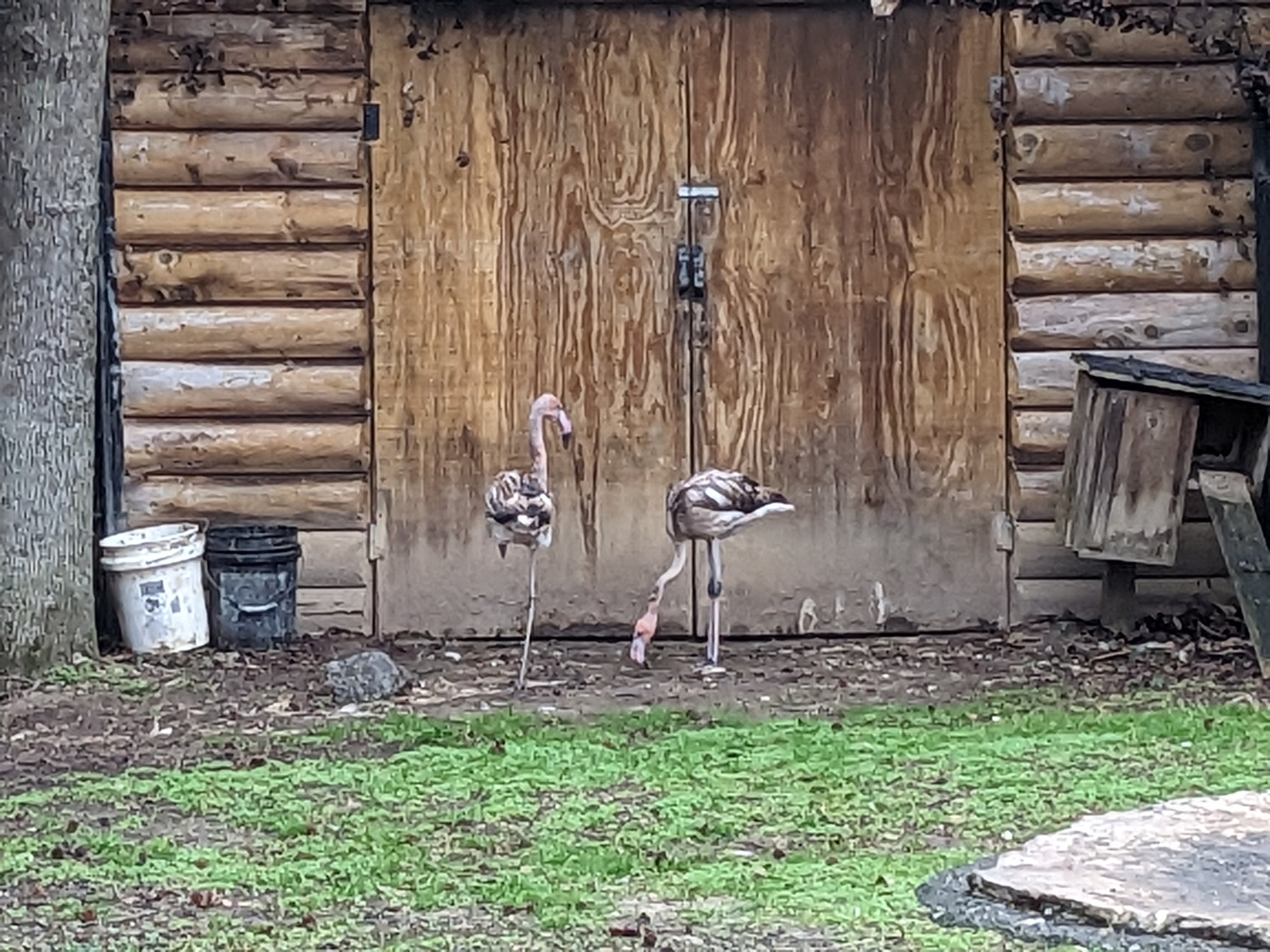 Flamingos Aviary - Lesser African Flamingo