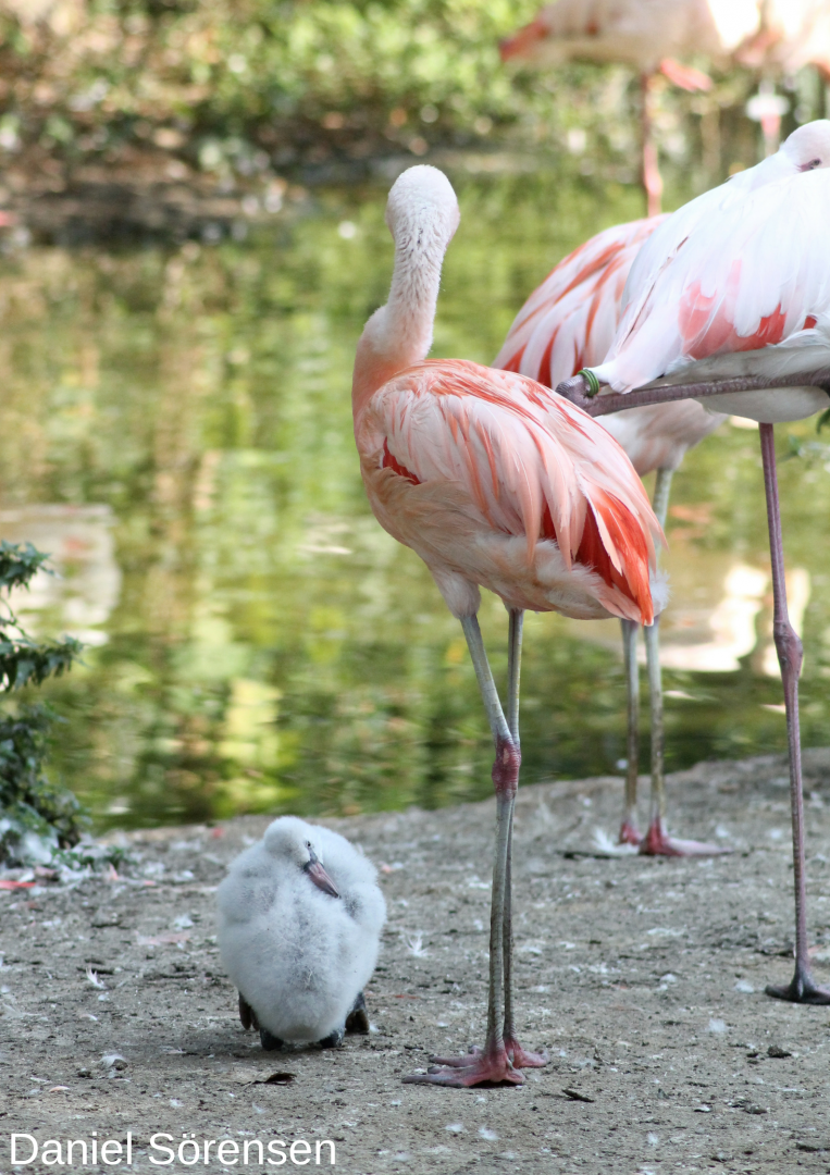 Flamingos by boat ride