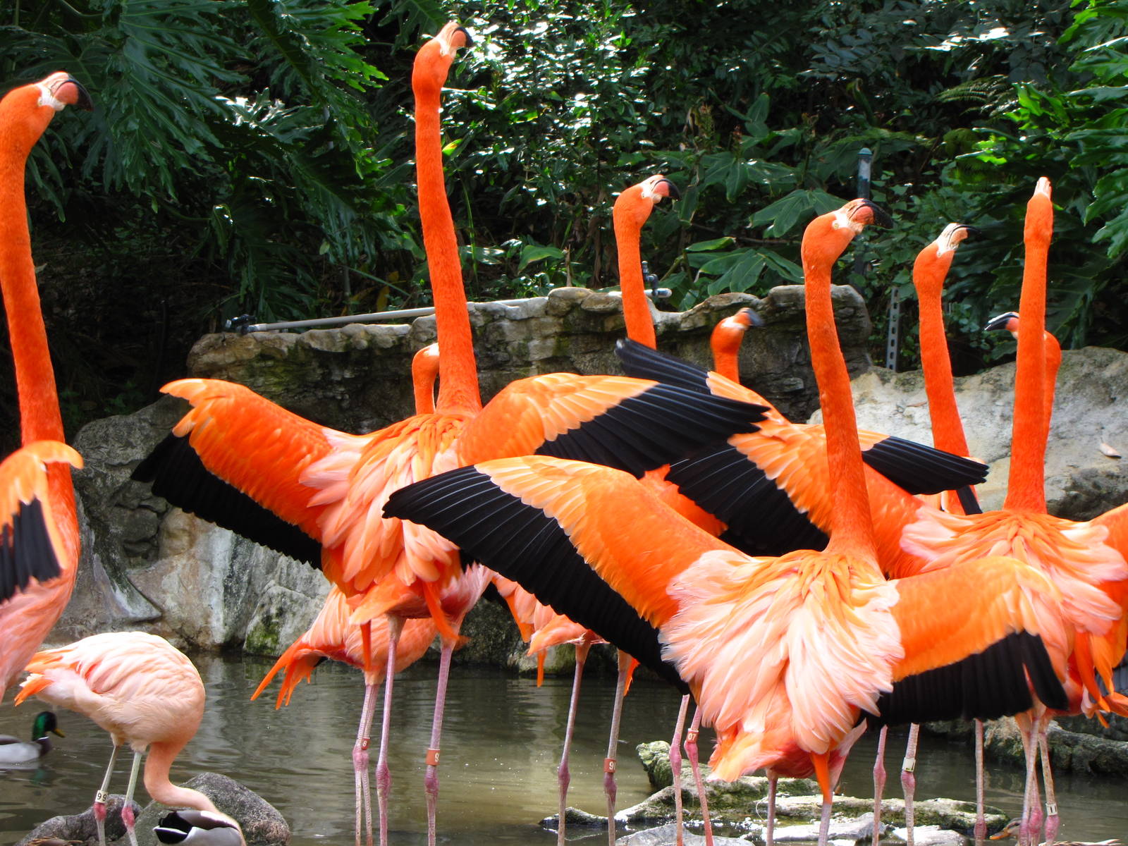 Flamingos Catching A Few Rays