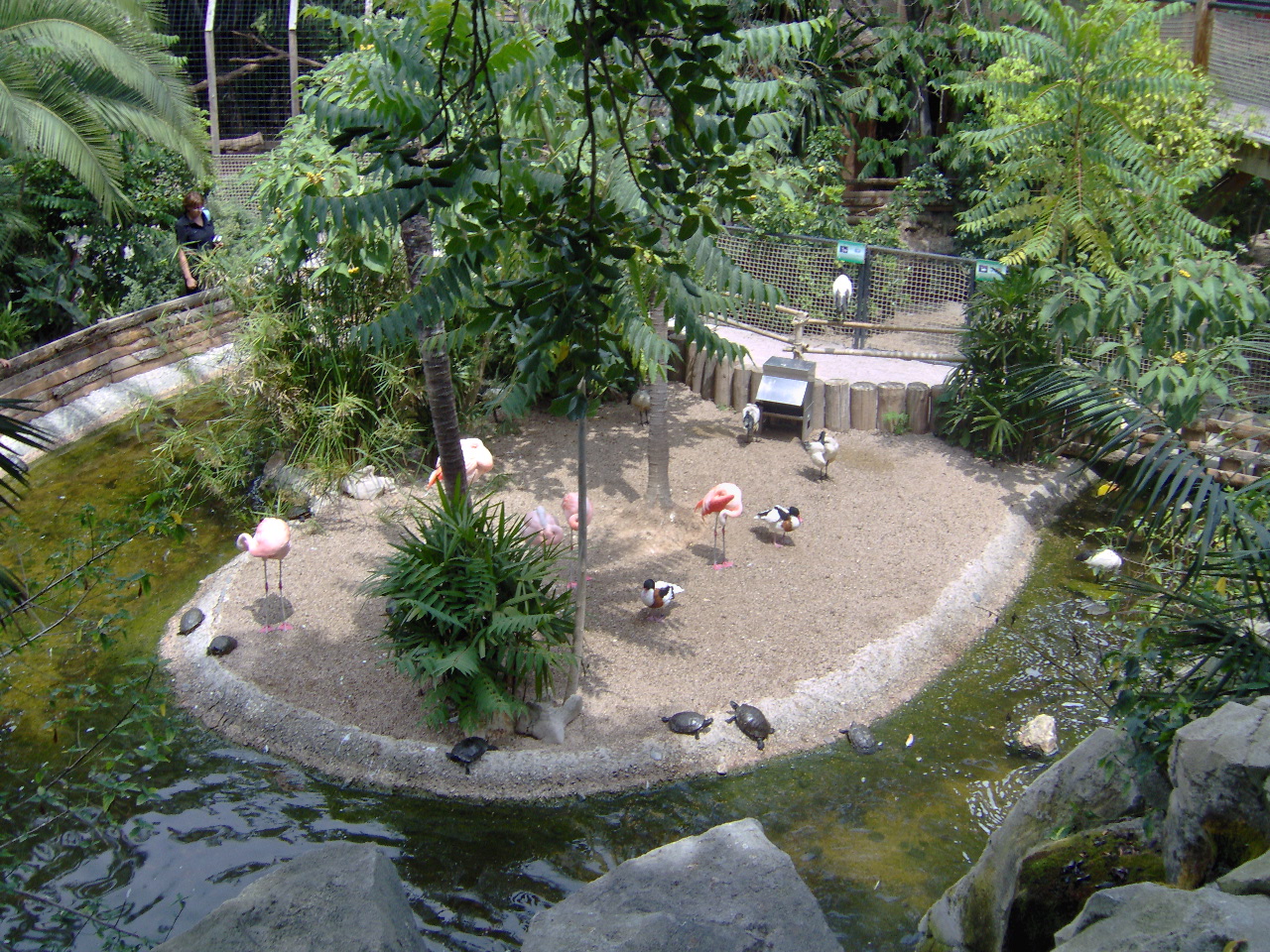 Flamingos exhibit 2007