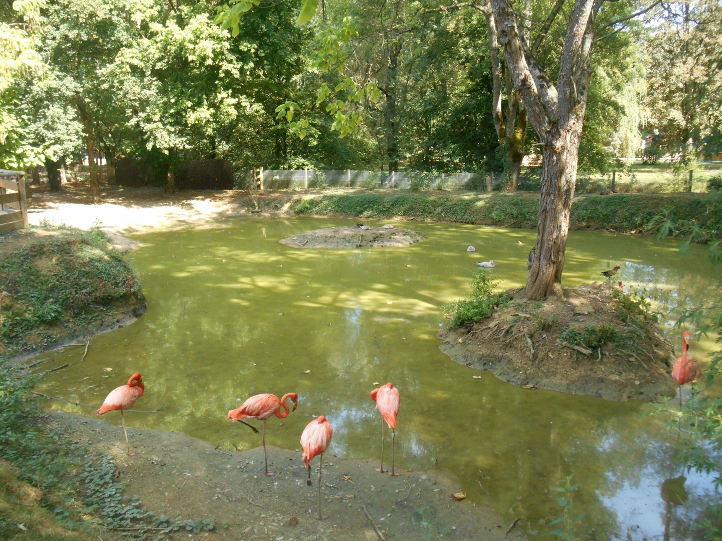 Flamingos Exhibit