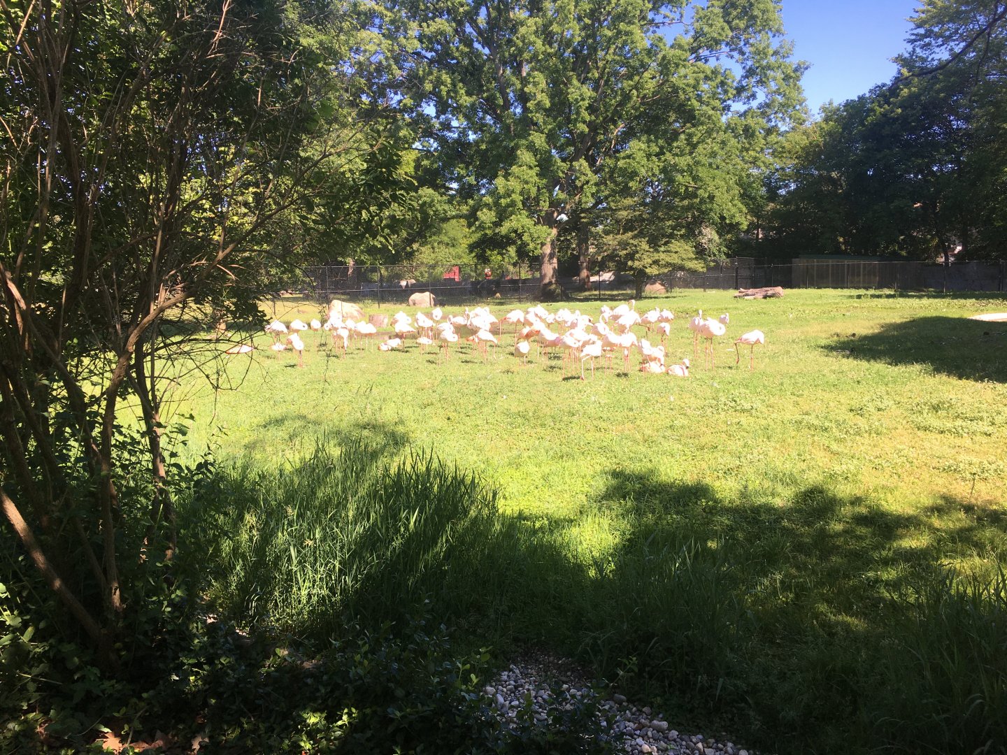 Flamingos (Greater and Caribbean)