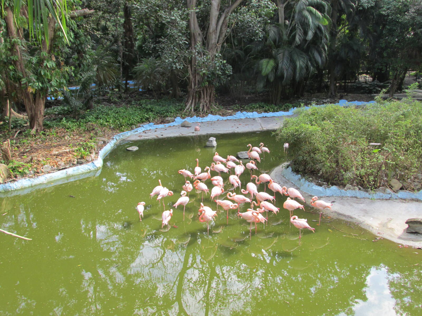 flamingos havana zoo