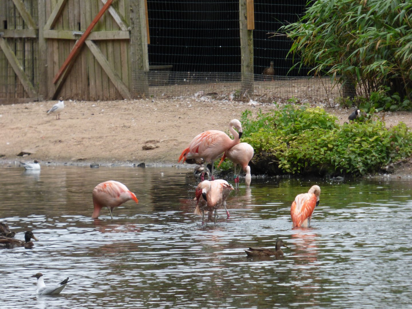 Flamingos having a dip