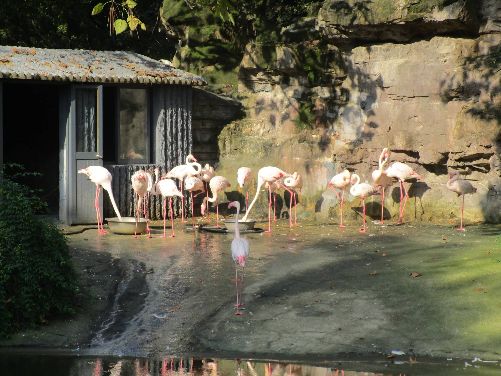 Flamingos - Hongmei Park, Changzhou