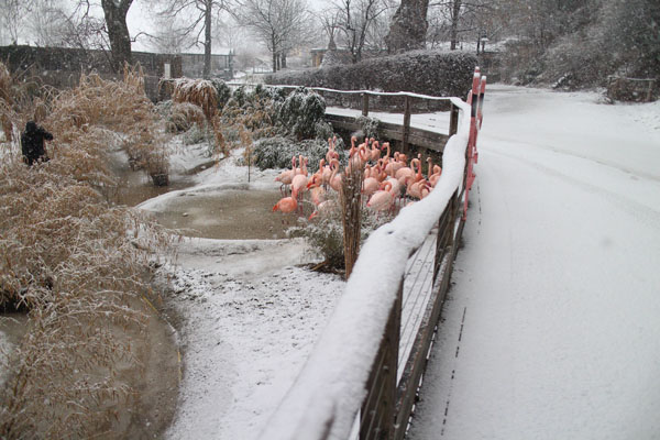 flamingos in snow