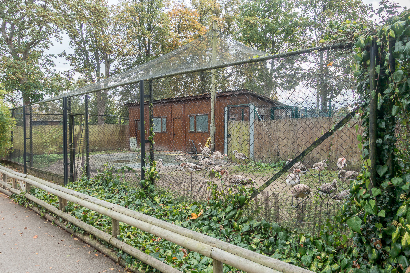 Flamingos in the Bird Nursery - 13/10/2016