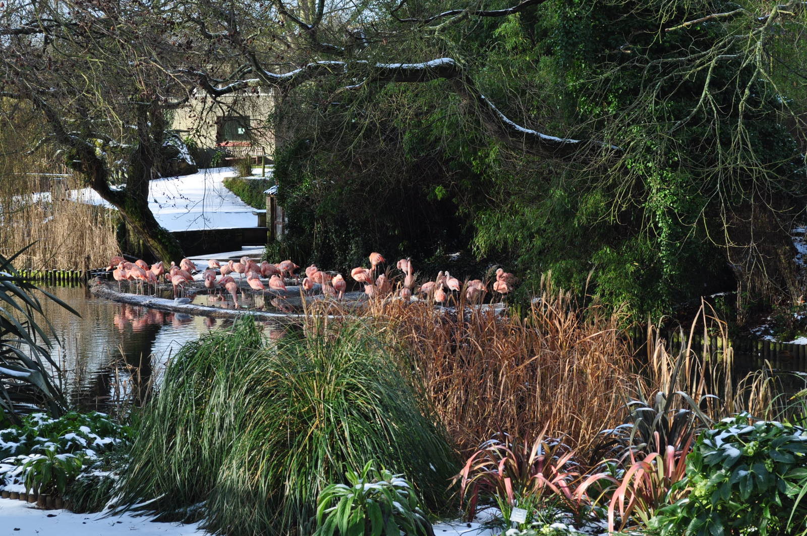 Flamingos in the snow!