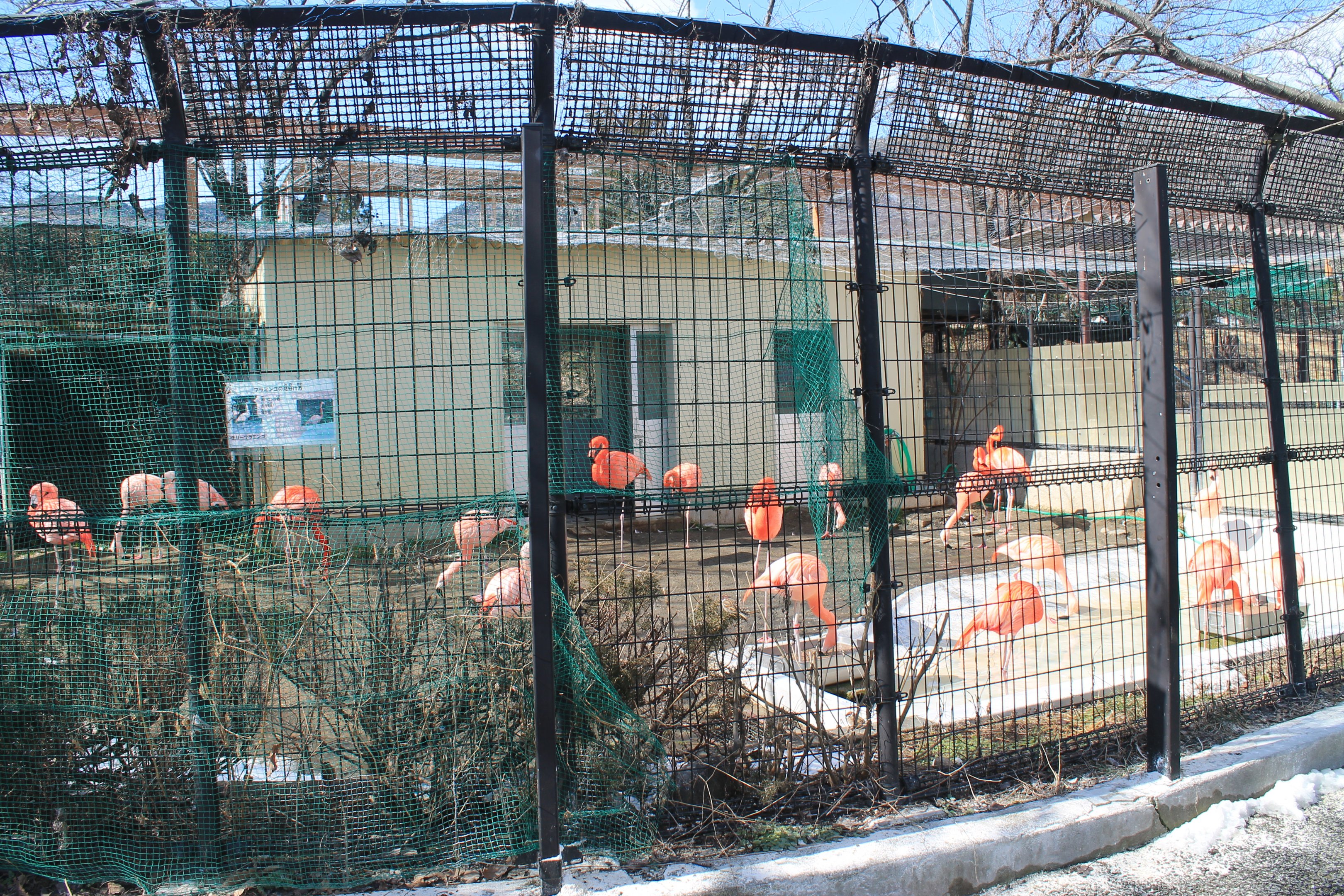 Flamingos, Joyama Zoo