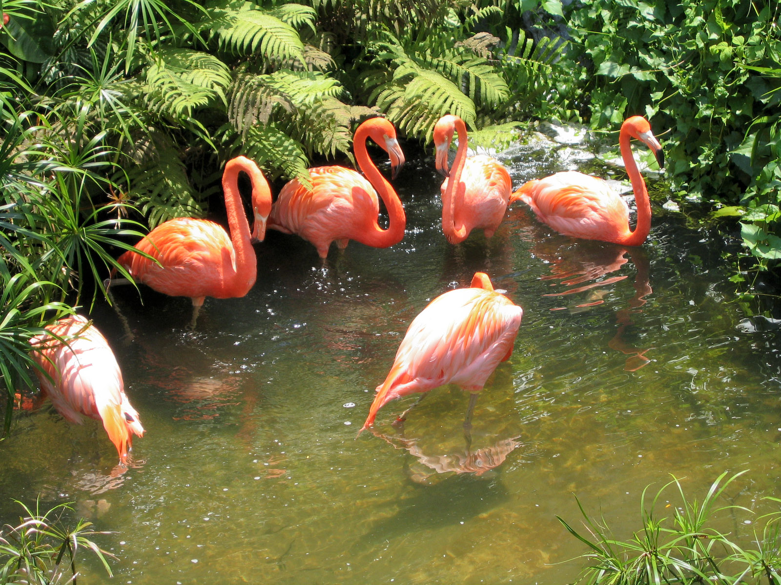 Flamingos - Jul 2003
