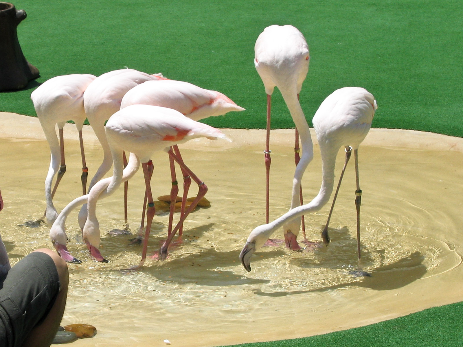 Flamingos - Jul 2003