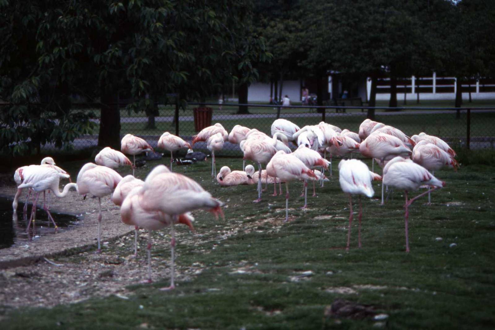 Flamingos July 1985