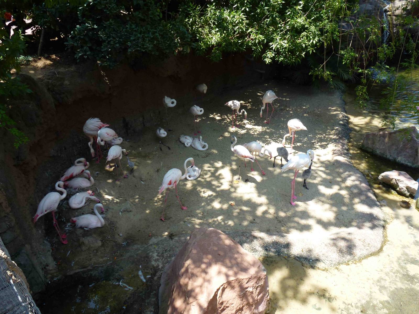 Flamingos, July 2013.