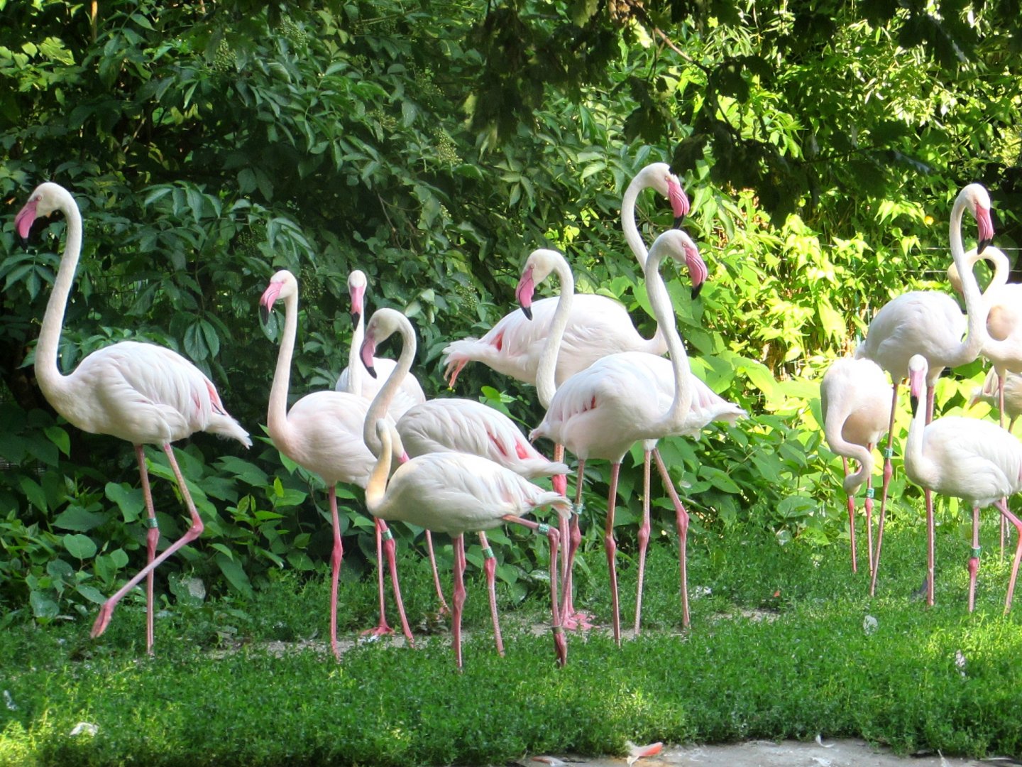 Flamingos - July/2017