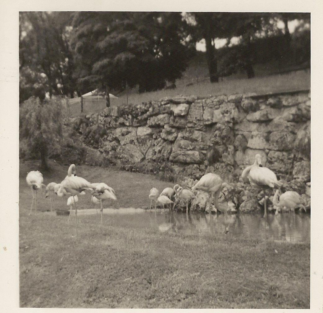 Flamingos, June 1971