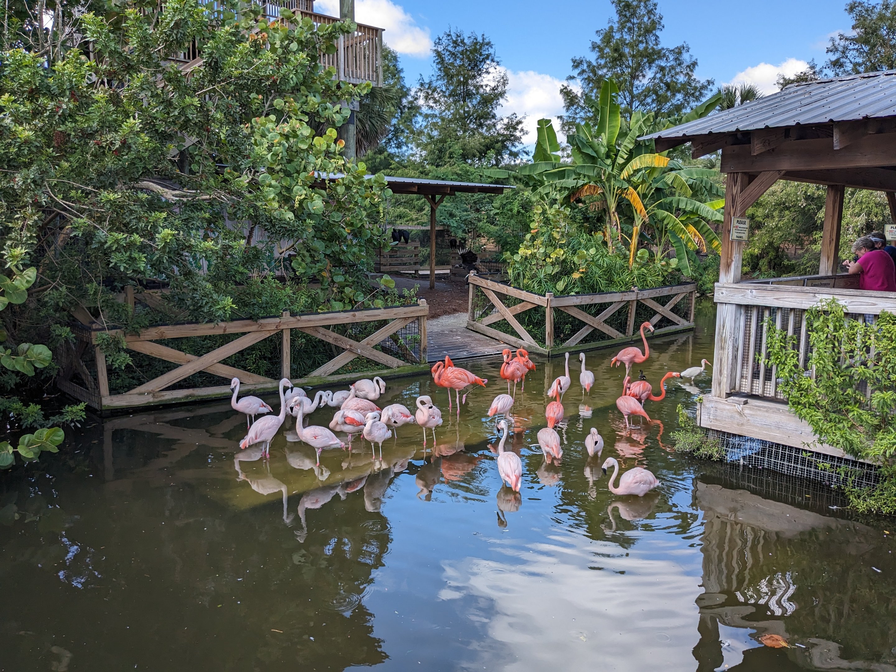 Flamingos - Main pond