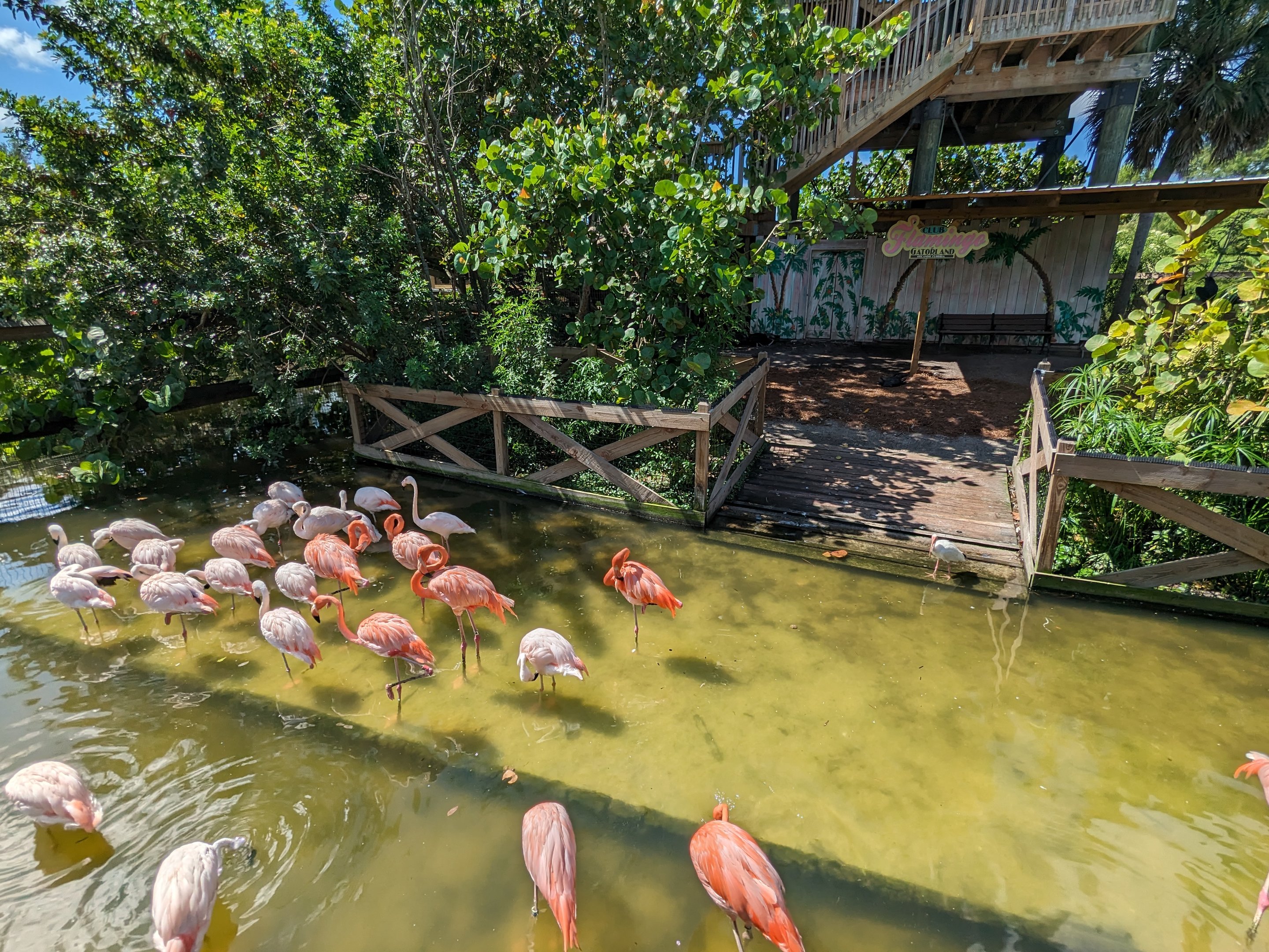 Flamingos - Main pond