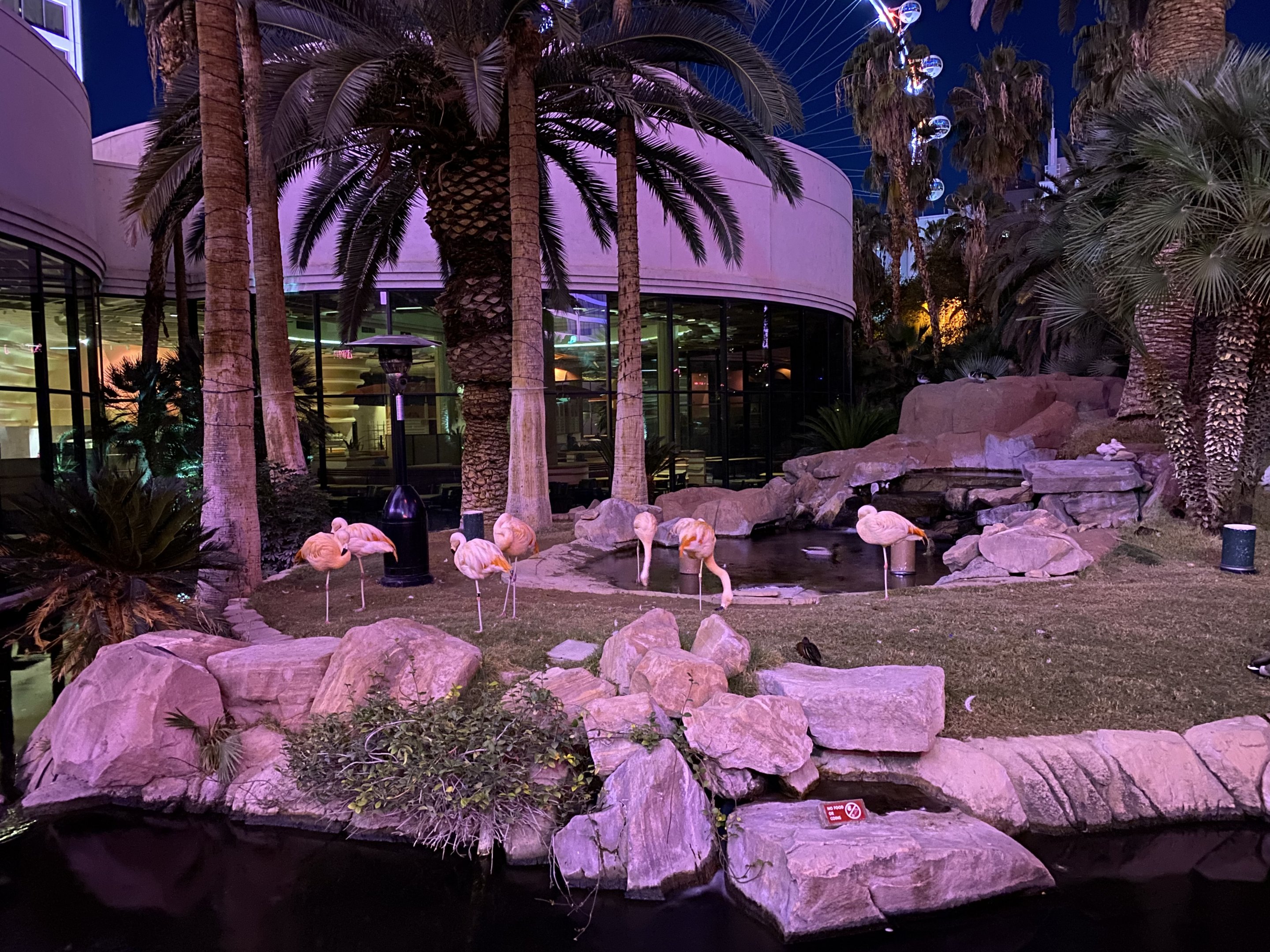 Flamingos & Mixed Waterfowl