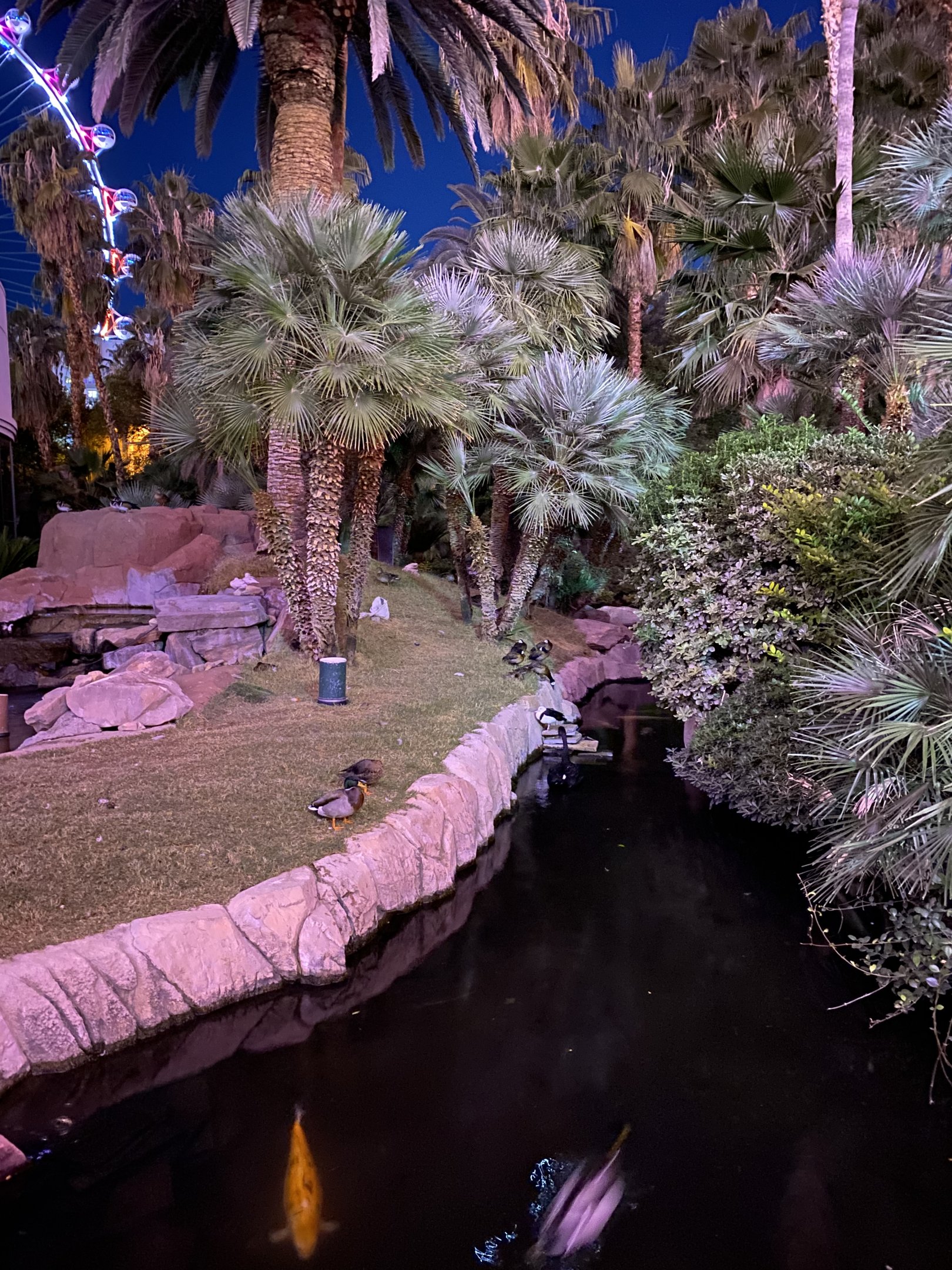 Flamingos & Mixed Waterfowl