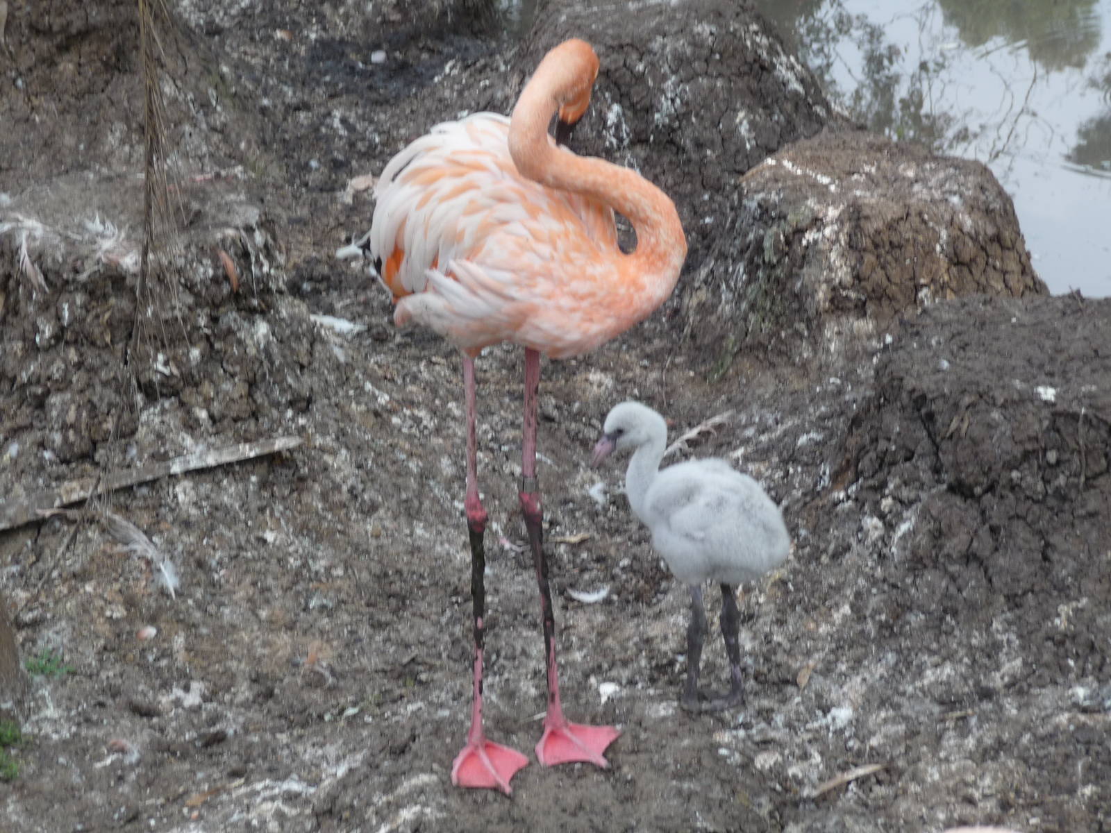 flamingos morelia zoo