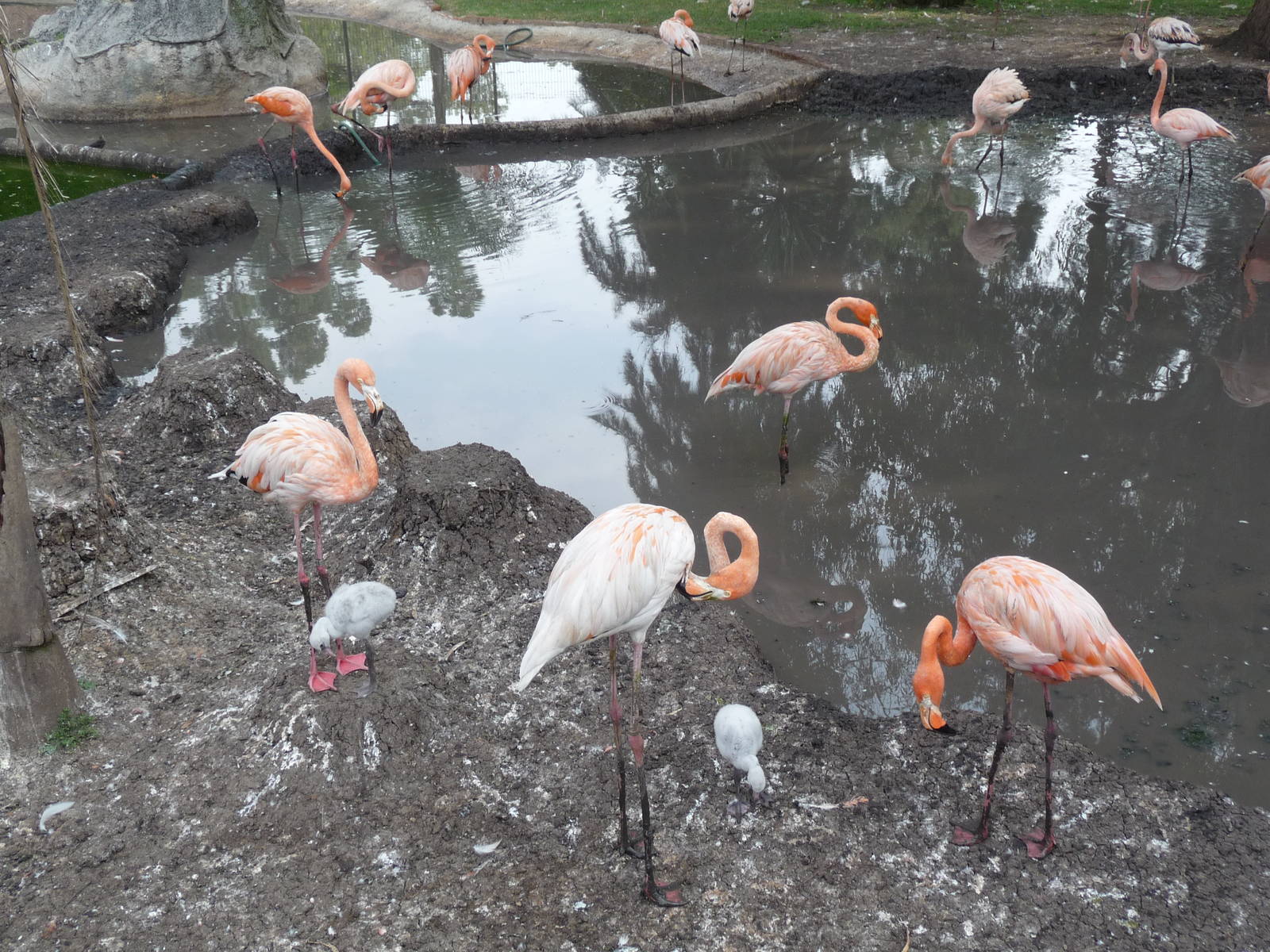 flamingos morelia zoo