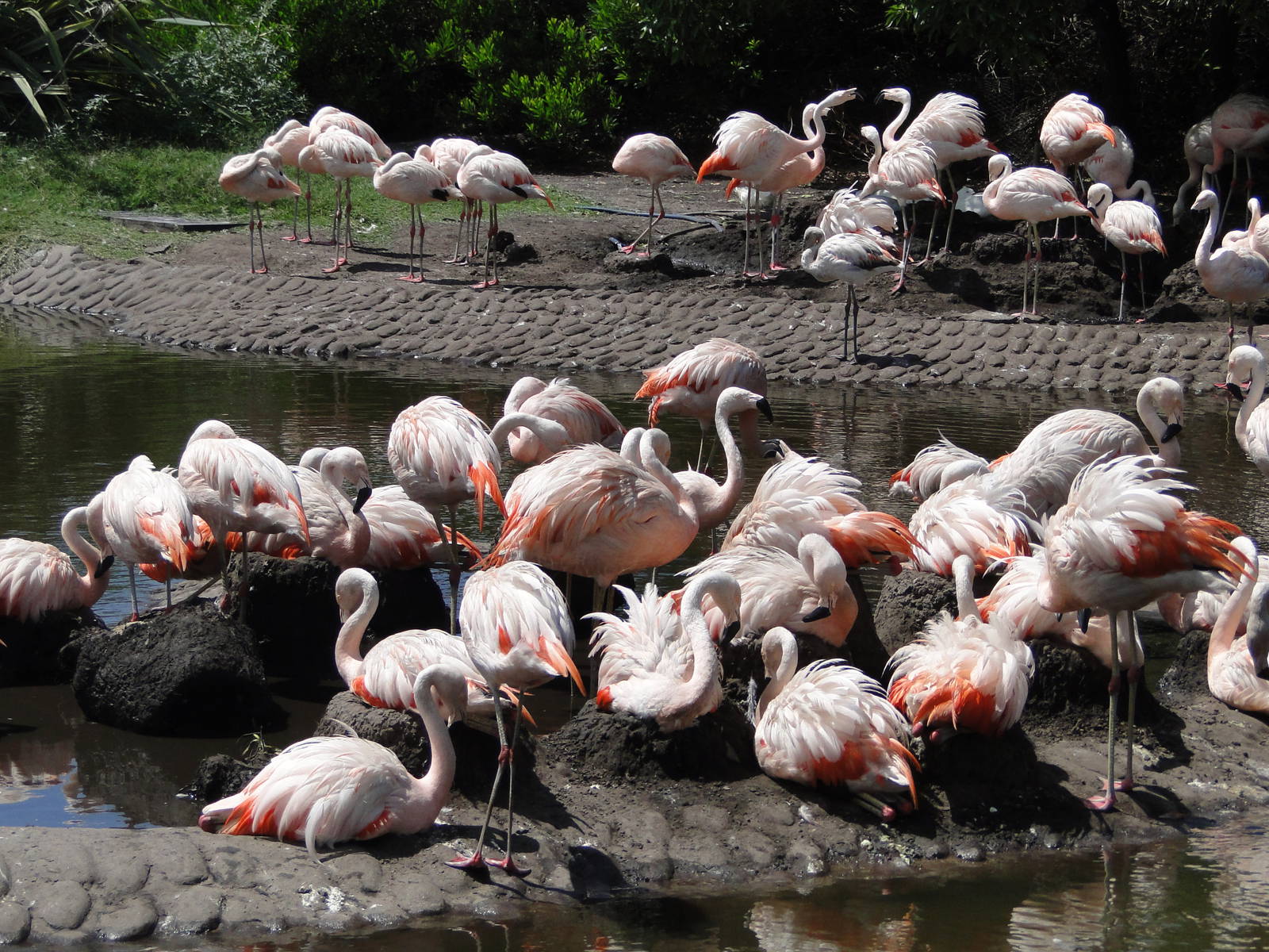 Flamingos nesting