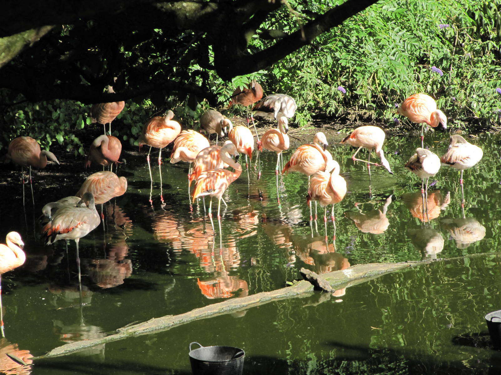 Flamingos on 06/08/2016