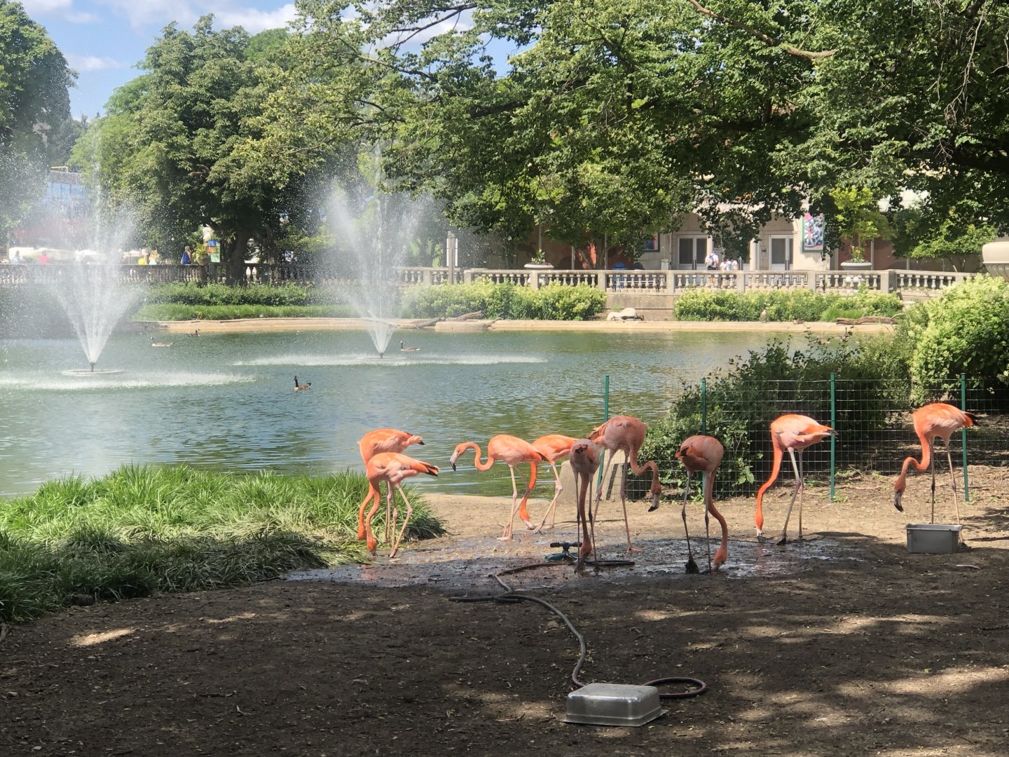 Flamingos outside at the formal pool