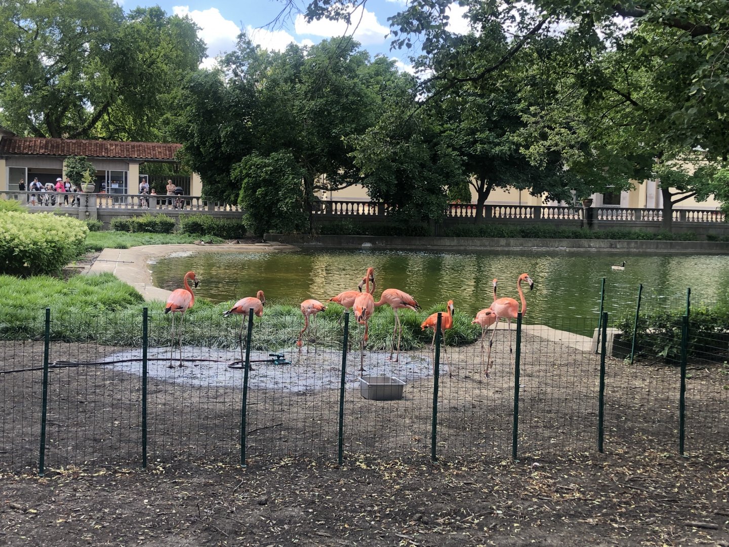 Flamingos outside at the formal pool