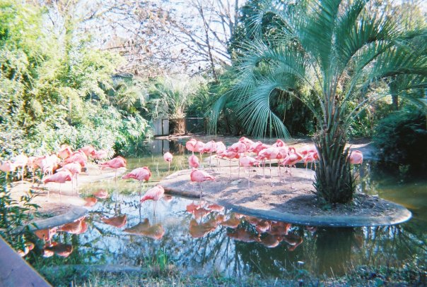 Flamingos Outside of Birdhouse