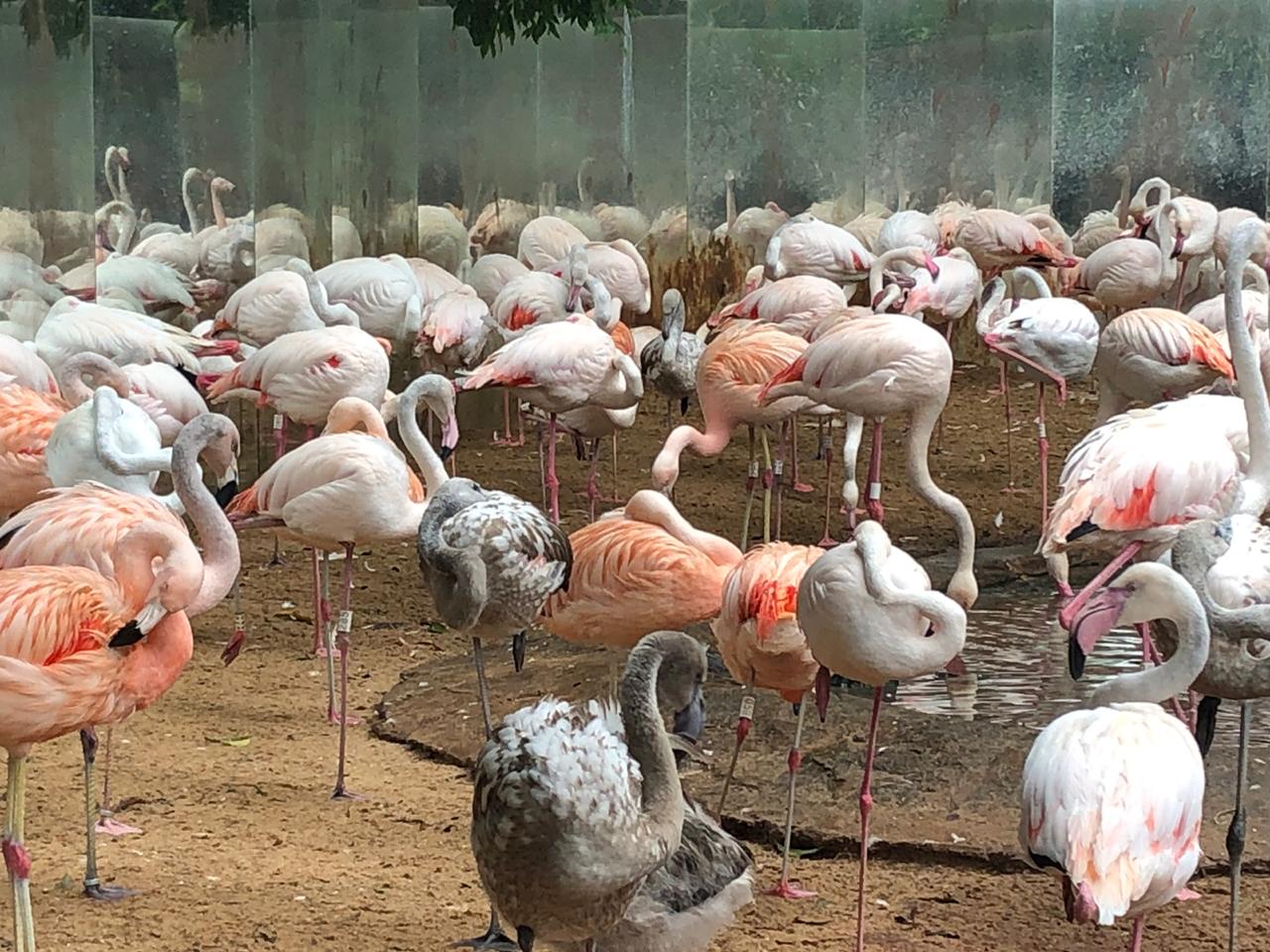 Flamingos - Parque das aves