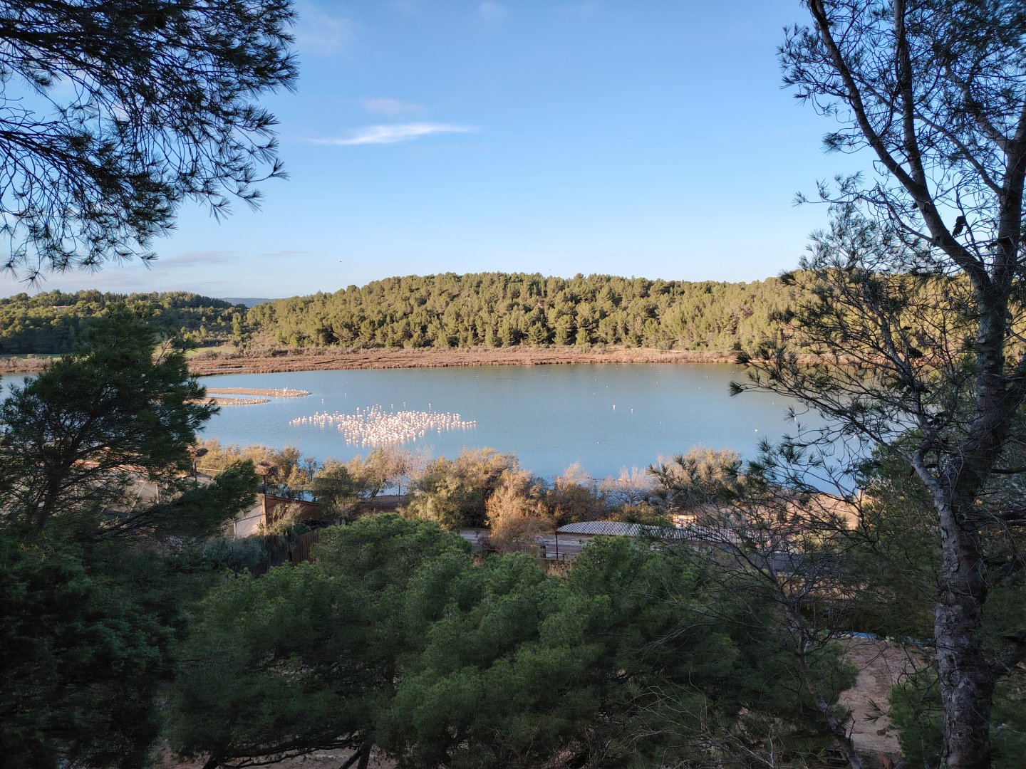 Flamingos & Pelican Lake