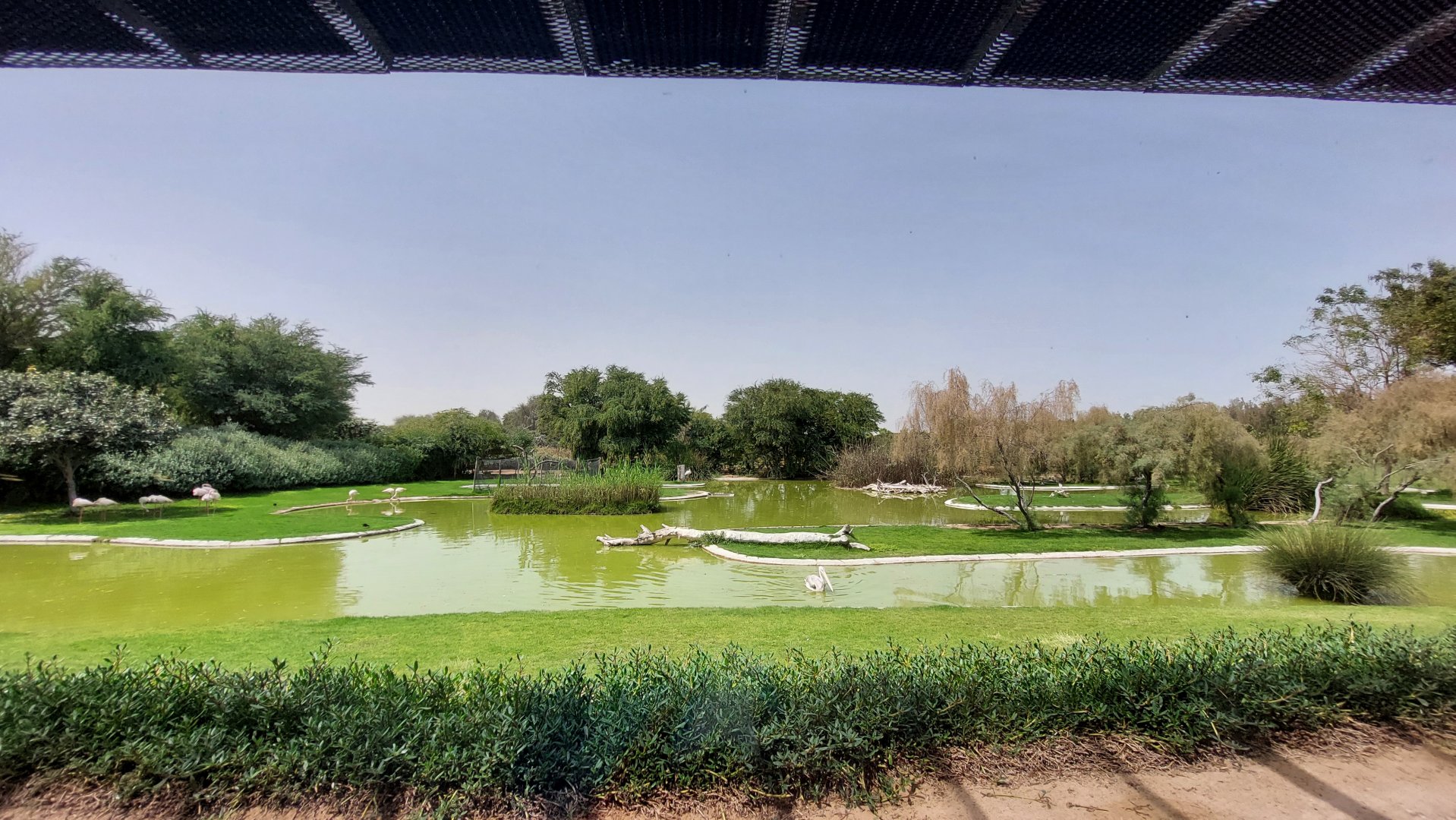 Flamingos, pelicans and other birds at the Lagoon Birds exhibit