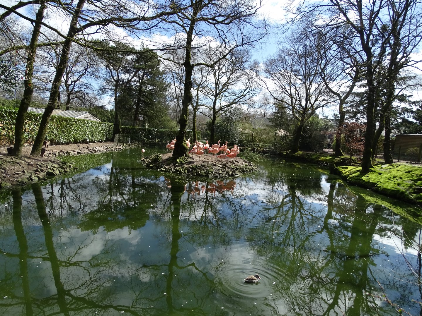 Flamingos pond