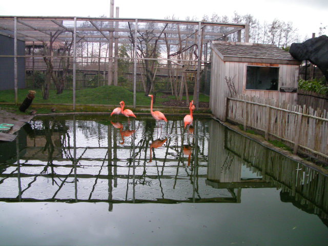 Flamingos, RSCC, Kent