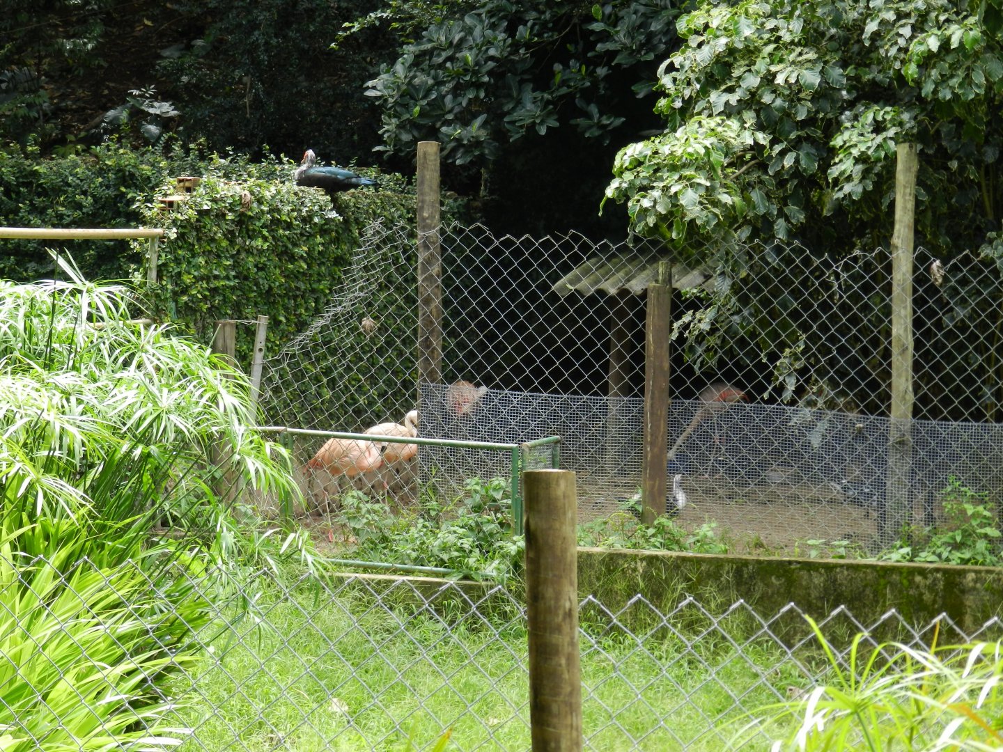 Flamingos - Salvador zoo (PZGV)