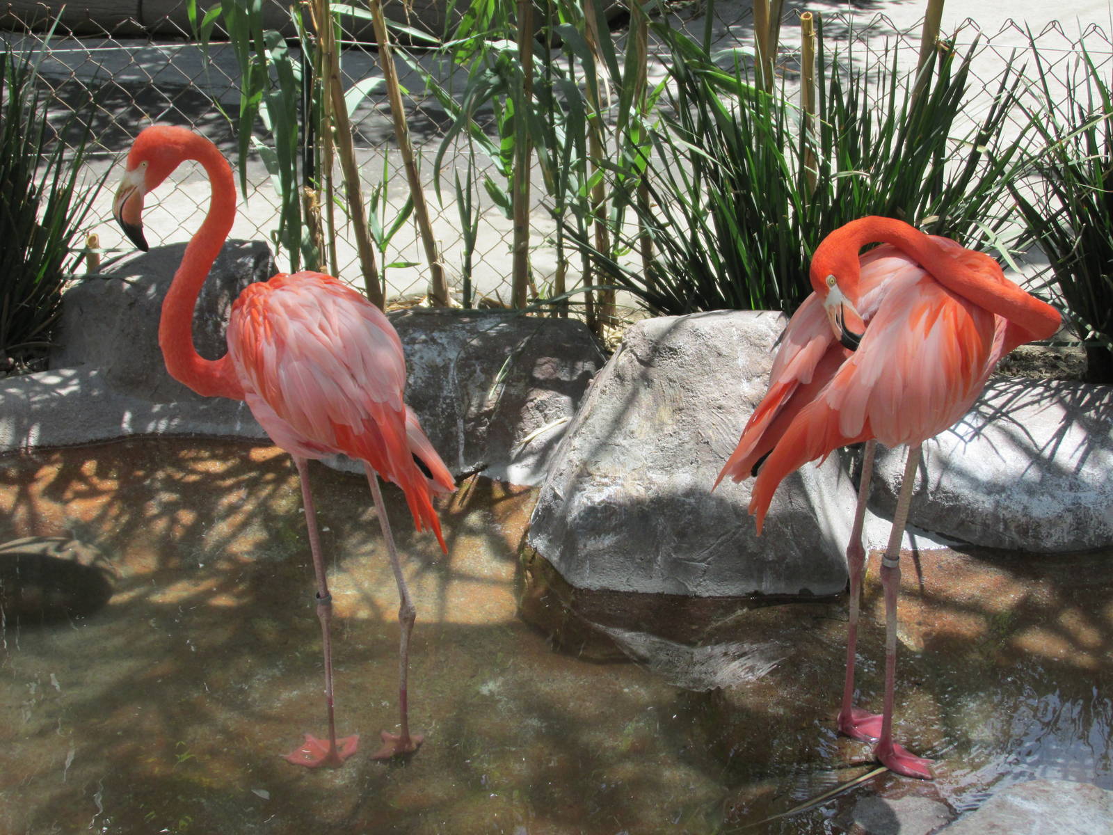 flamingos san juan de aragon zoo