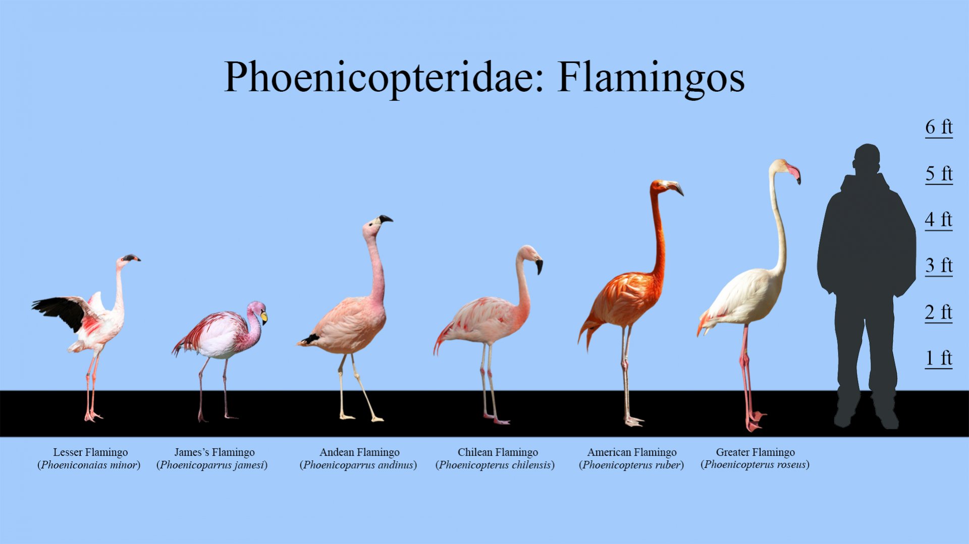 Flamingos Size Chart