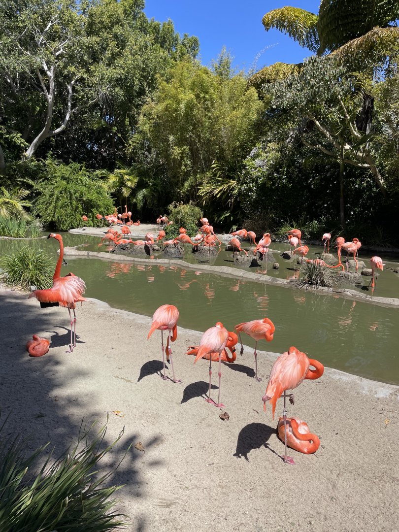 Flamingos starting to nest 5/6/24