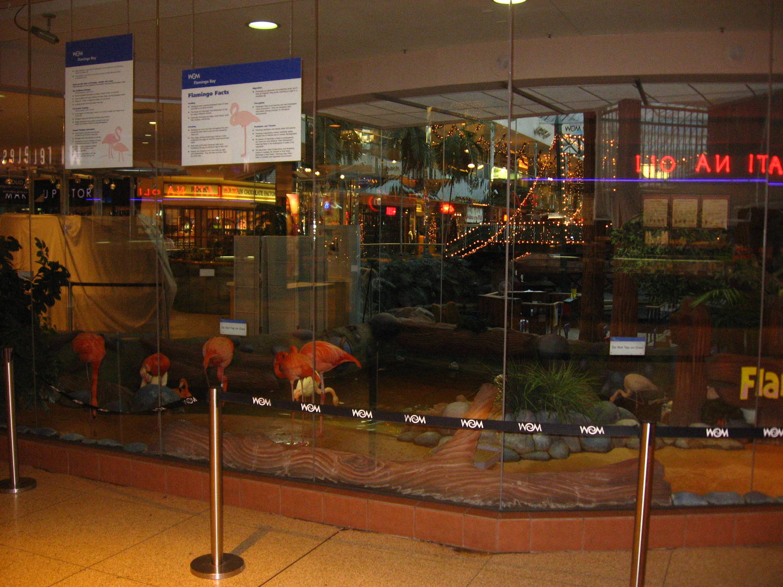 Flamingos - West Edmonton Mall