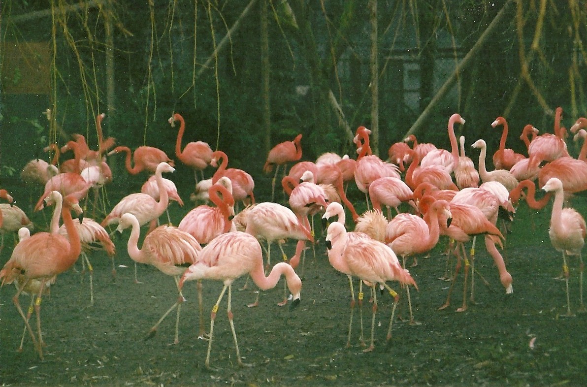 Flamingos winter opening 2005/06
