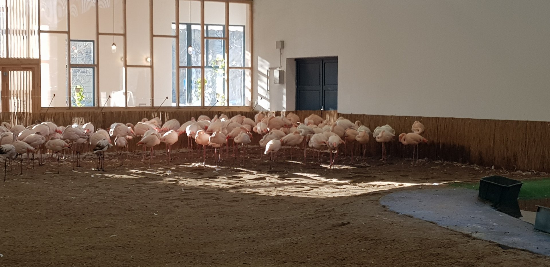 Flamingos winter quarters