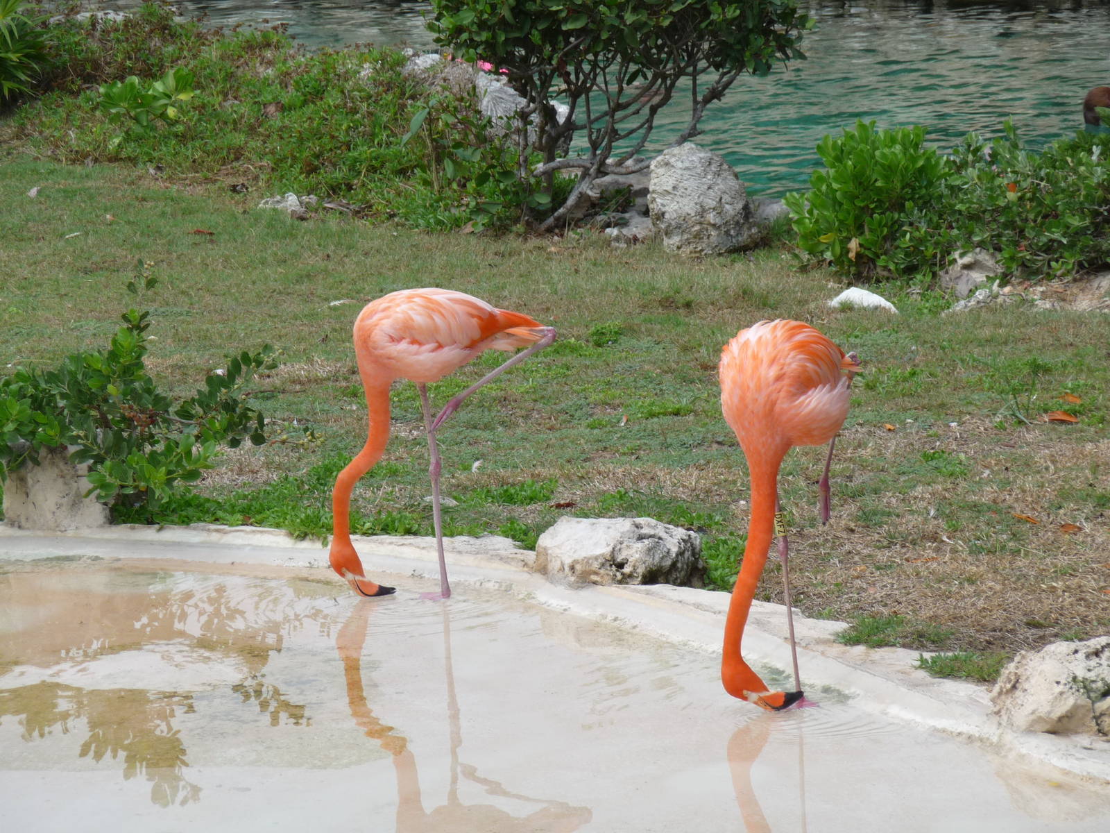 flamingos xcaret park