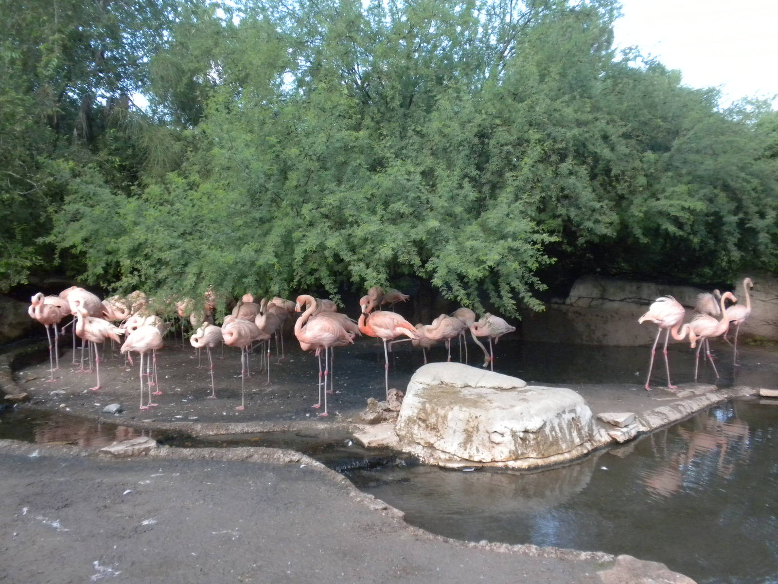 Flamingos