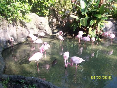 Flamingos