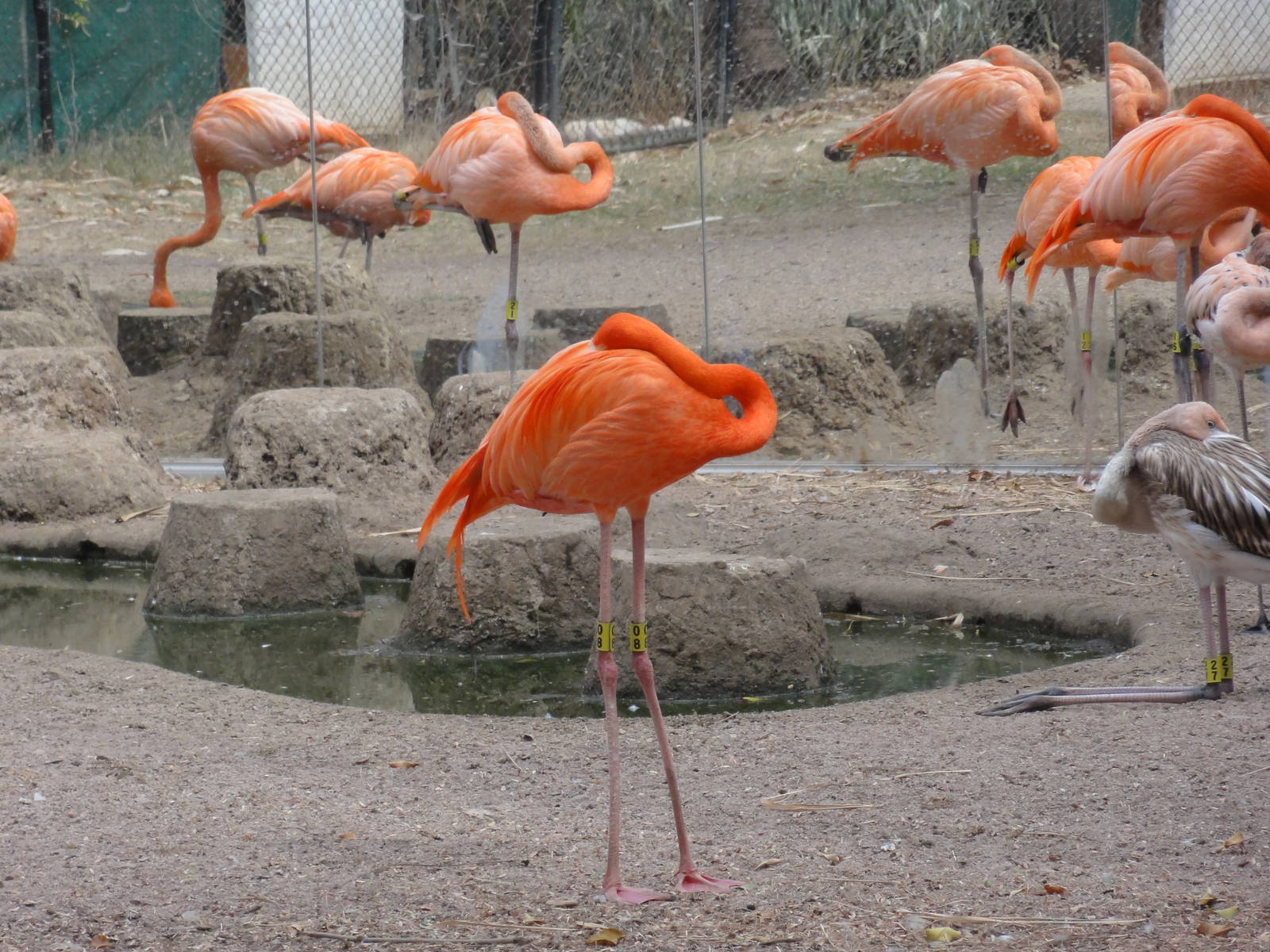Flamingos