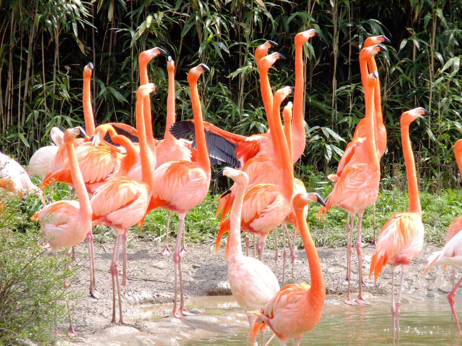 Flamingos