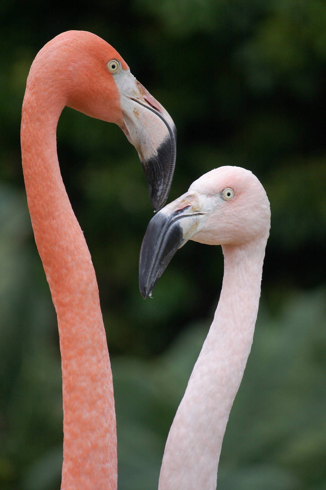 Flamingos