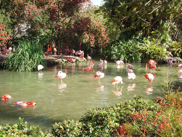 Flamingos