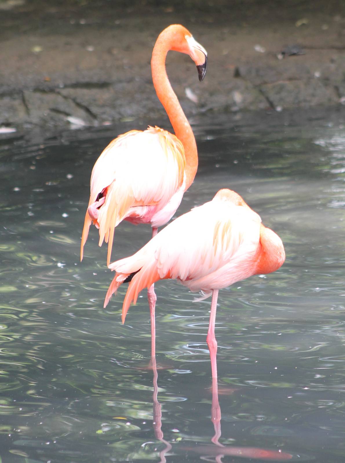 Flamingos